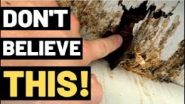 THE-TRUTH-ABOUT-WOOD-ROT-You-need-to-watch-this